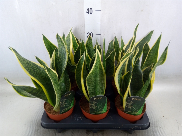 <h4>Sansevieria trifa. 'Futura Superba'</h4>