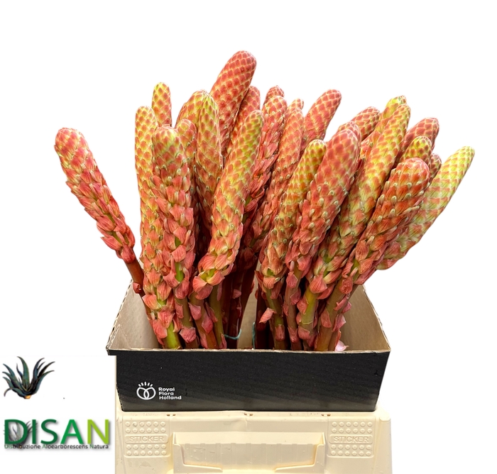 <h4>ALOE ARBORESCENS</h4>