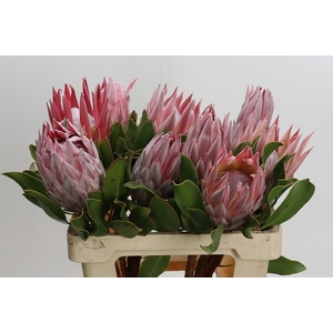 Protea Cynaroides