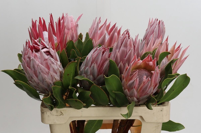 <h4>Protea Cynaroides</h4>