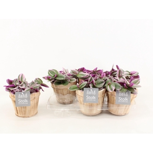 Trad Nanouk Wood Bruin