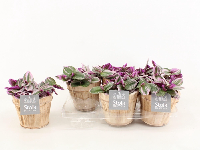 <h4>Trad Nanouk Wood Bruin</h4>