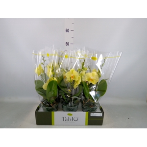 Phalaenopsis   ...yellow