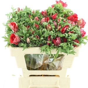 Anem Mistral Red Extra