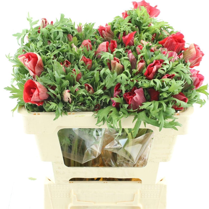 <h4>Anem Mistral Red Extra</h4>