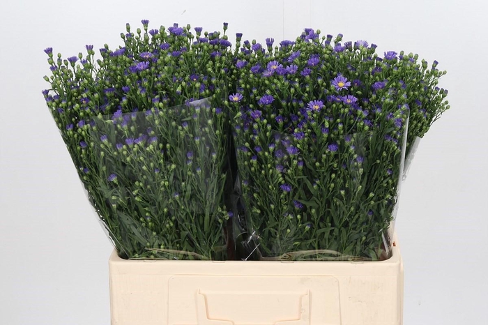 <h4>Aster Casamare</h4>