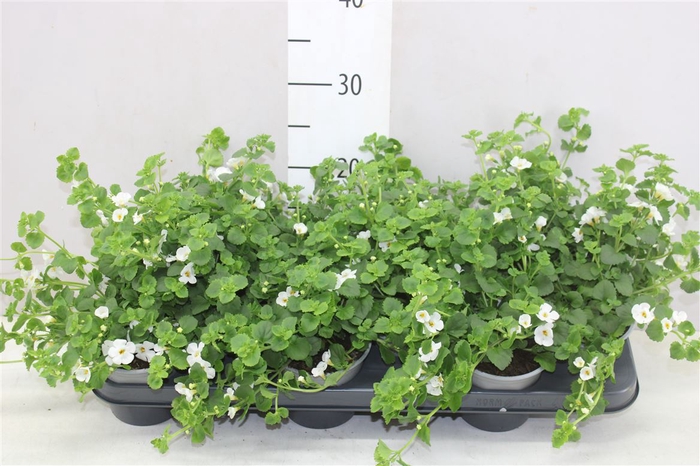 Bacopa White