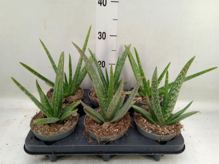 <h4>Aloe vera</h4>