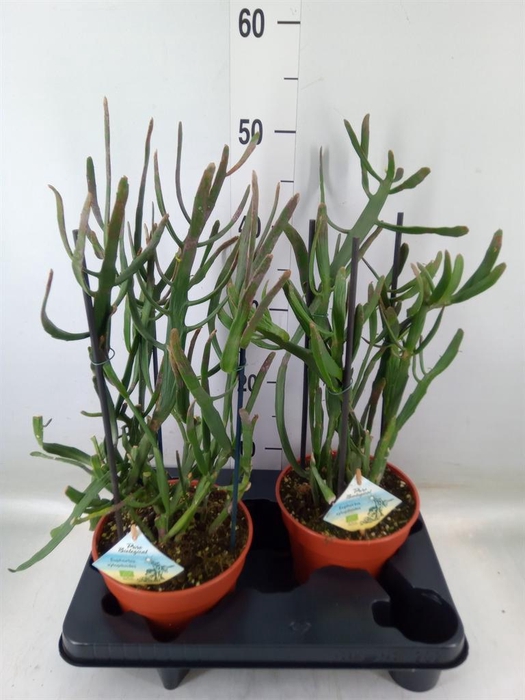 <h4>Euphorbia   ...</h4>