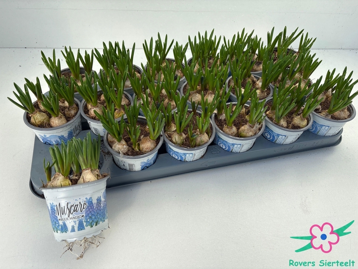 <h4>MUSCAR BLUE MAGIC</h4>