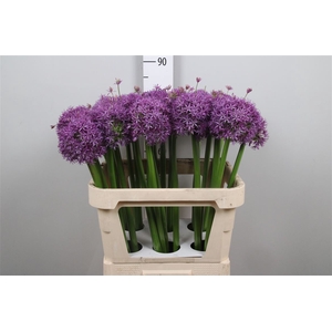 Allium Globemaster