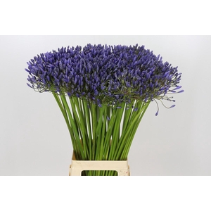 Agapanthus Blue Giant