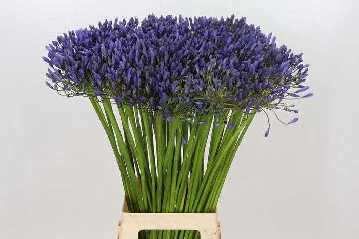 <h4>Agapanthus Blue Giant</h4>