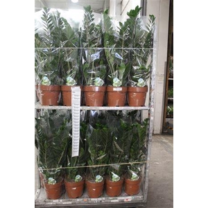 Zamio Zamiifolia 6+ P24