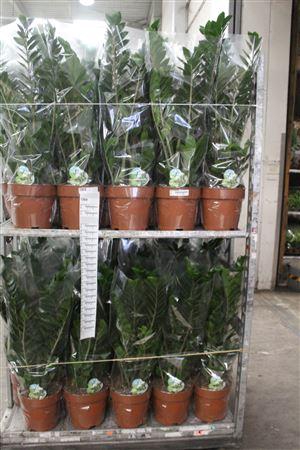 <h4>Zamio Zamiifolia 6+ P24</h4>