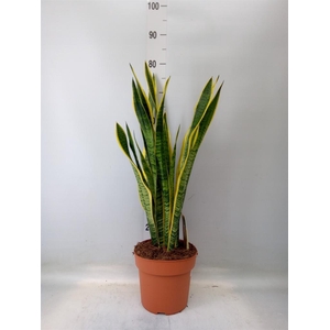 Sansevieria trifa. 'Laurentii'
