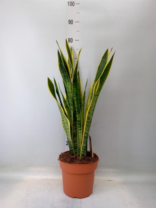 <h4>Sansevieria trifa. 'Laurentii'</h4>