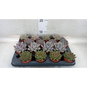 Echeveria   ...mix