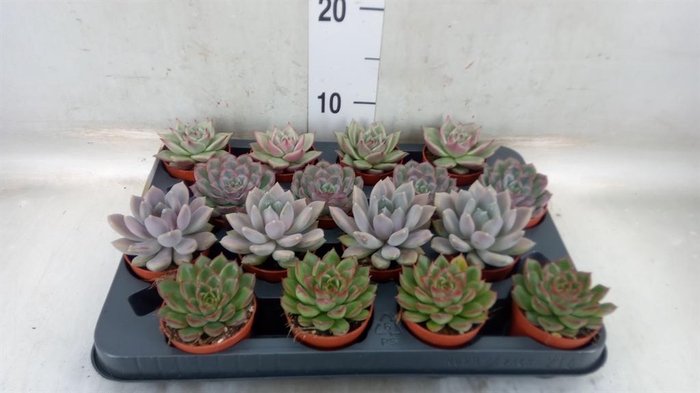 <h4>Echeveria   ...mix</h4>