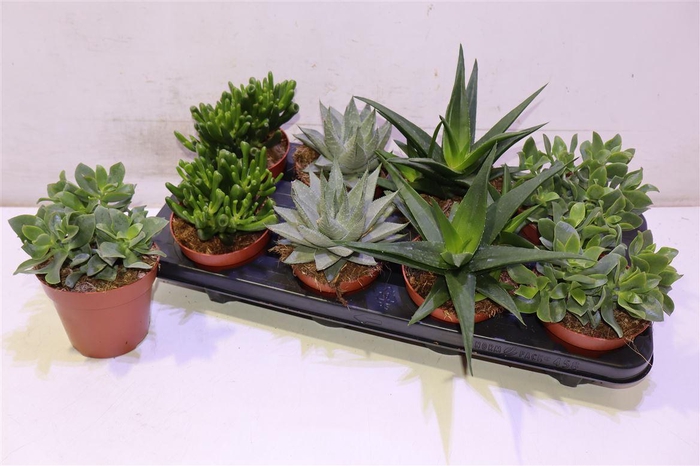 <h4>arr8 Succ Gem 4 Srt</h4>