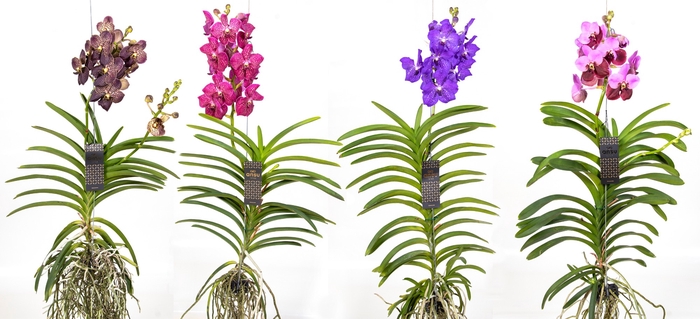 <h4>Vanda Gemengd XXl</h4>