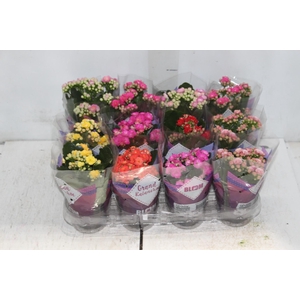 KALANCHOE DOBRADO MINI P09