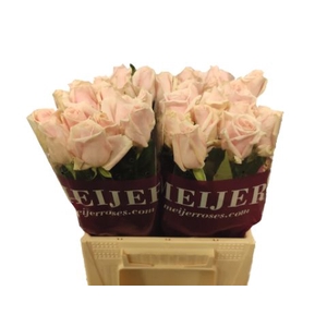 Rozen Rosa Sweet Avalanche