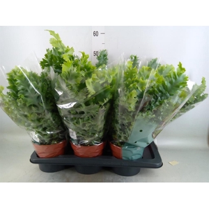 Phlebodium aureum 'Davana'