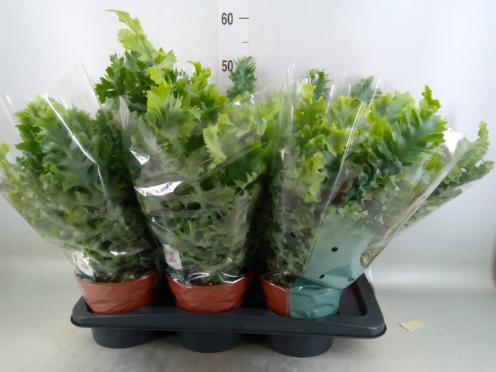 <h4>Phlebodium aureum 'Davana'</h4>