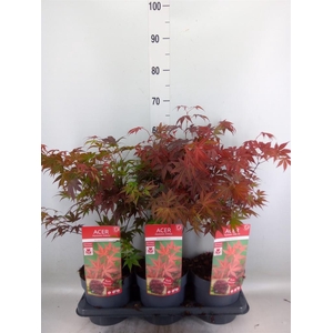 Acer palmatum 'Atropurpureum'