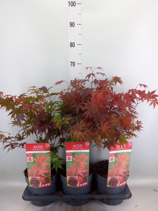 <h4>Acer palmatum 'Atropurpureum'</h4>