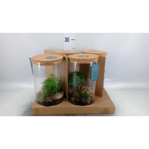 Arr.   Planten H%