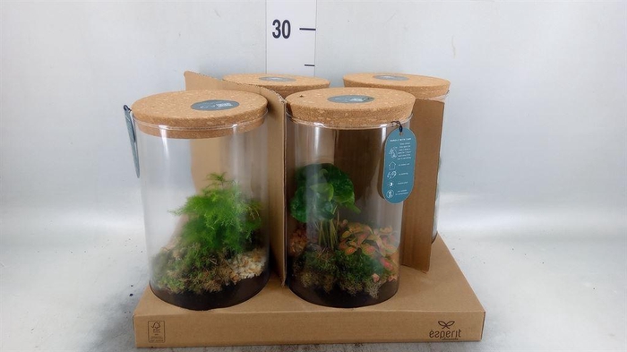 <h4>Arr.   Planten H%</h4>