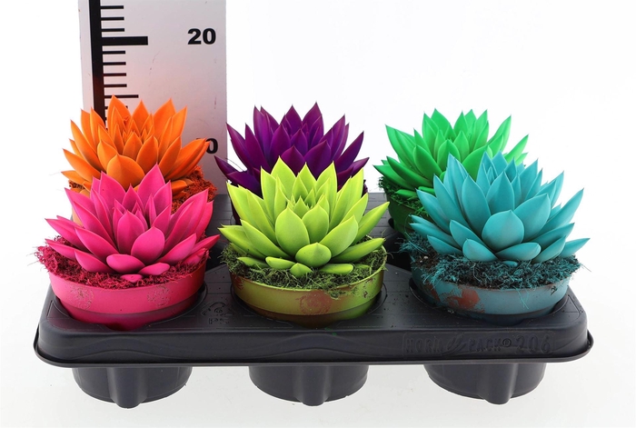 <h4>Echeveria 'Miranda'</h4>