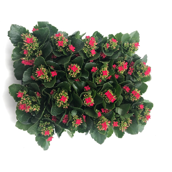 <h4>Kalanchoe rood 6 cm</h4>