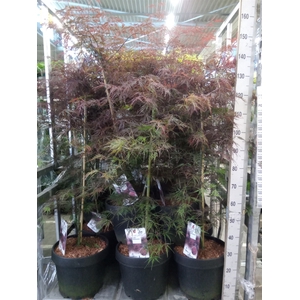 Acer palmatum 'Firecracker'