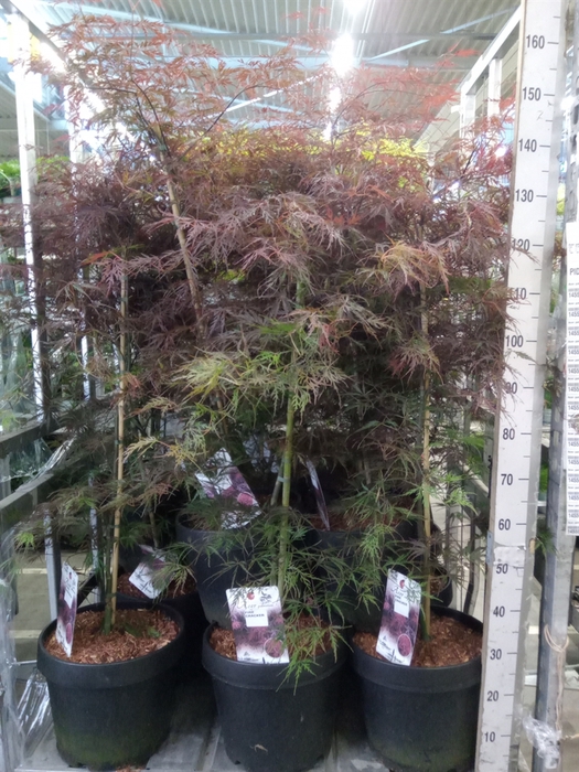 <h4>Acer palmatum 'Firecracker'</h4>