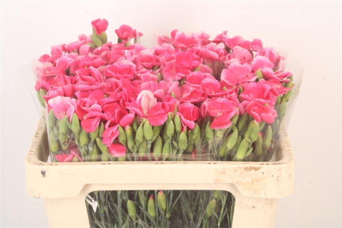 <h4>Di Symply Cherry Cerise</h4>