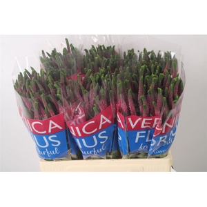 Veronica Smart Iselle Pink