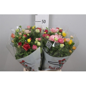 Ran Butterfly Rainbow Mix