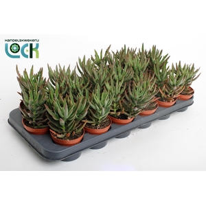 Kalanchoë Spider Green