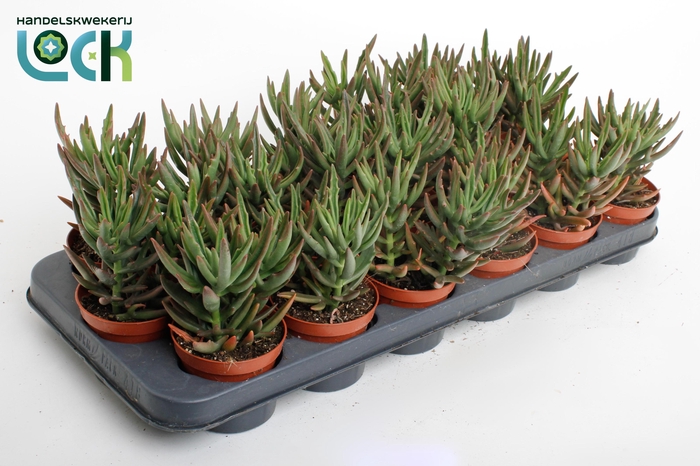 <h4>Kalanchoë Spider Green</h4>