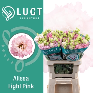 Lisianthus Alissa Light Pink 996