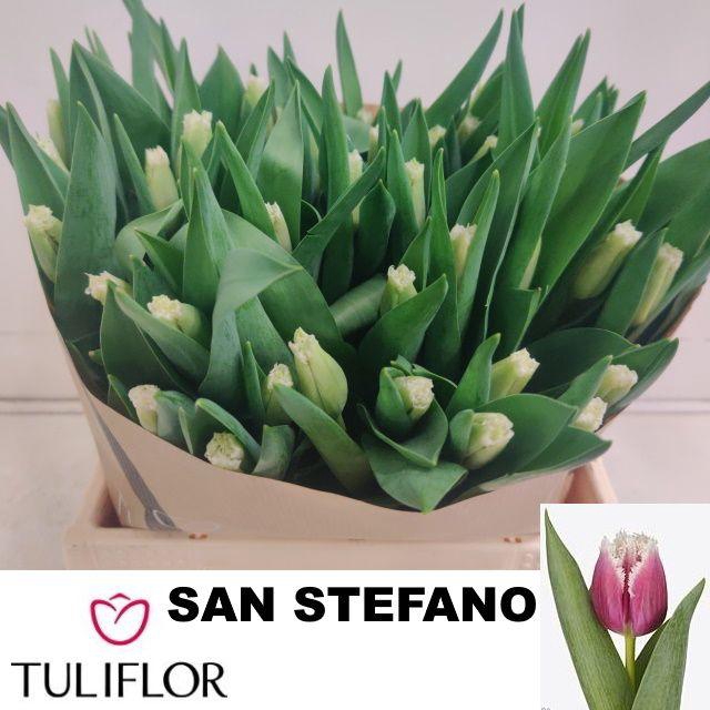 <h4>TU FR SAN STEFANO</h4>