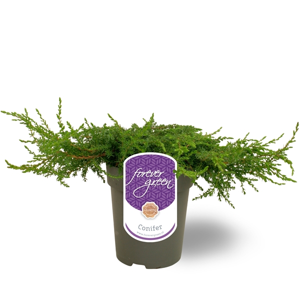 <h4>Juniperus communis 'Green Carpet' P15</h4>