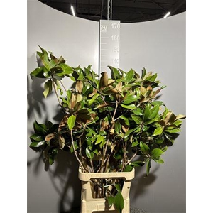 Magnolia Grandiflora X Kg Verde