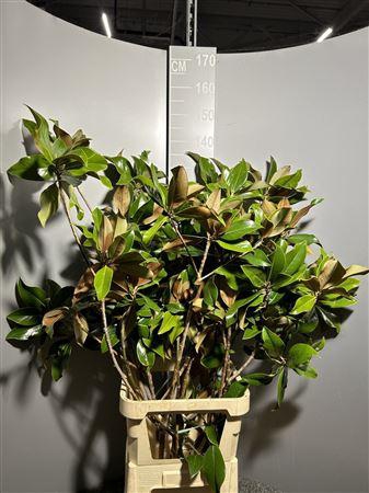 <h4>Magnolia Grandiflora X Kg Verde</h4>