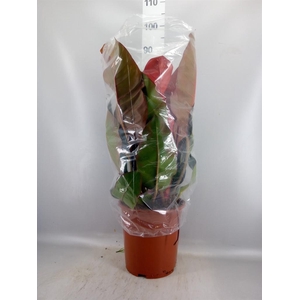 Philodendron ...