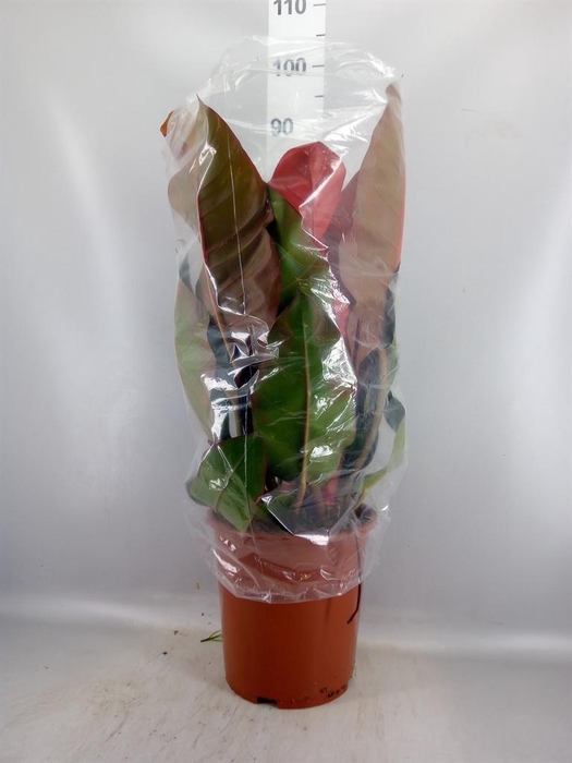 <h4>Philodendron ...</h4>