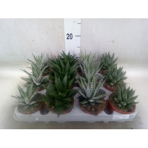 Haworthia   ...mix
